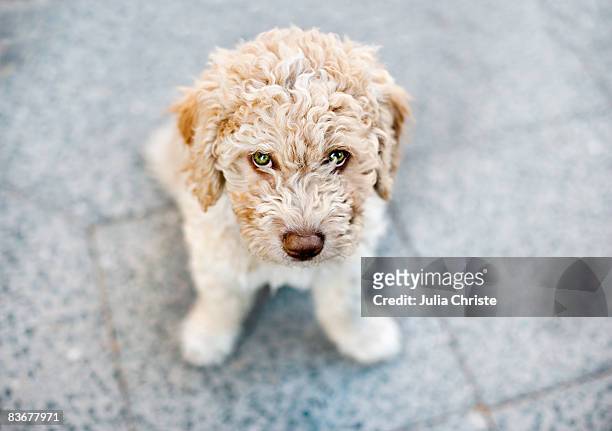 spanish water dog, portrait - dog overhead view stock pictures, royalty-free photos & images