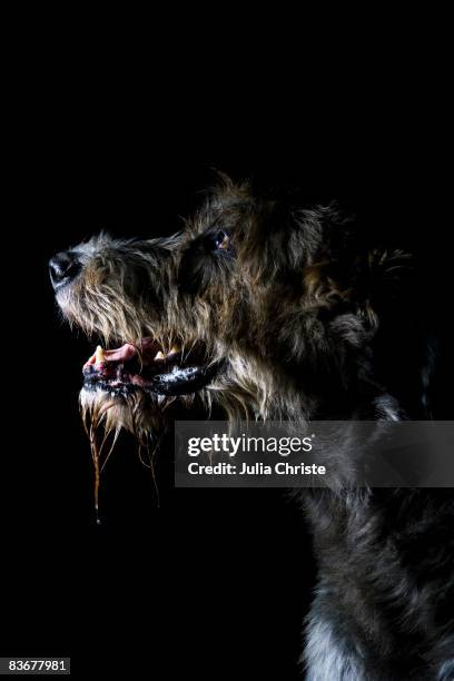 irish wolfhound, portrait - saliva substância orgânica imagens e fotografias de stock