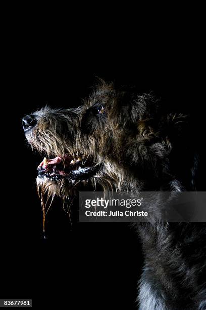 irish wolfhound, portrait - irish wolfhound bildbanksfoton och bilder