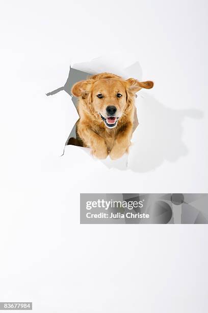 a golden retriever jumping through white paper - dog jumping stockfoto's en -beelden