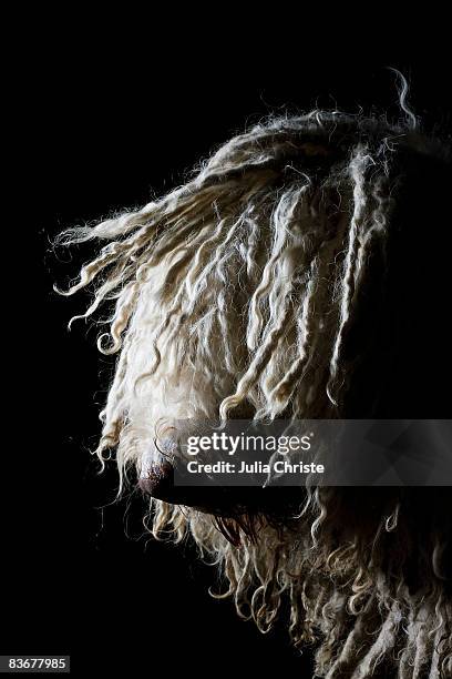 komondor, portrait - komondor stock-fotos und bilder