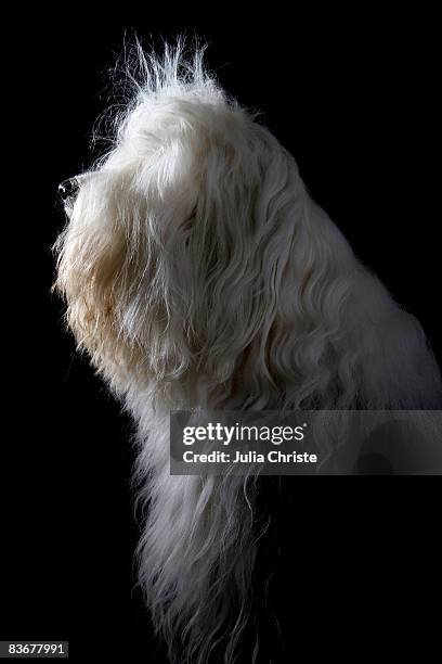 old english sheepdog, portrait - old english sheepdog stock pictures, royalty-free photos & images