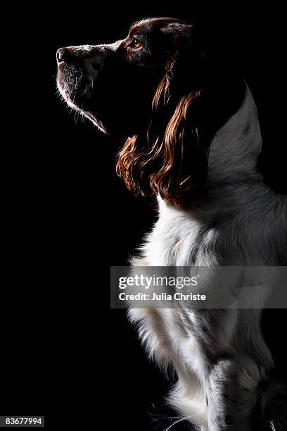 springer spaniel, portrait - springer spaniel fotografías e imágenes de stock