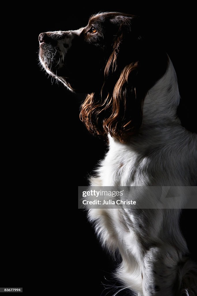 Springer Spaniel, portrait