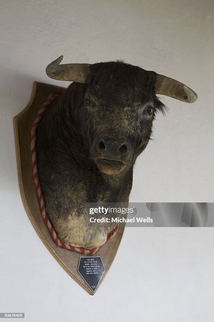A bull's head trophy