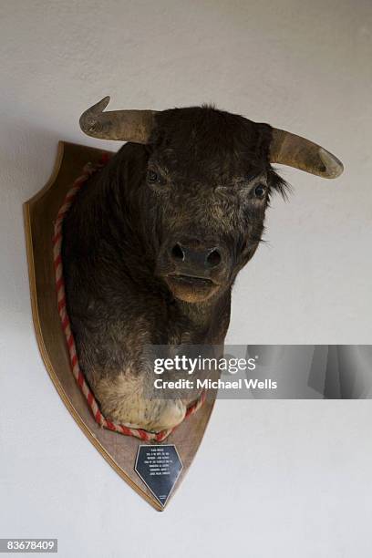 a bull's head trophy - animal head on wall stock pictures, royalty-free photos & images