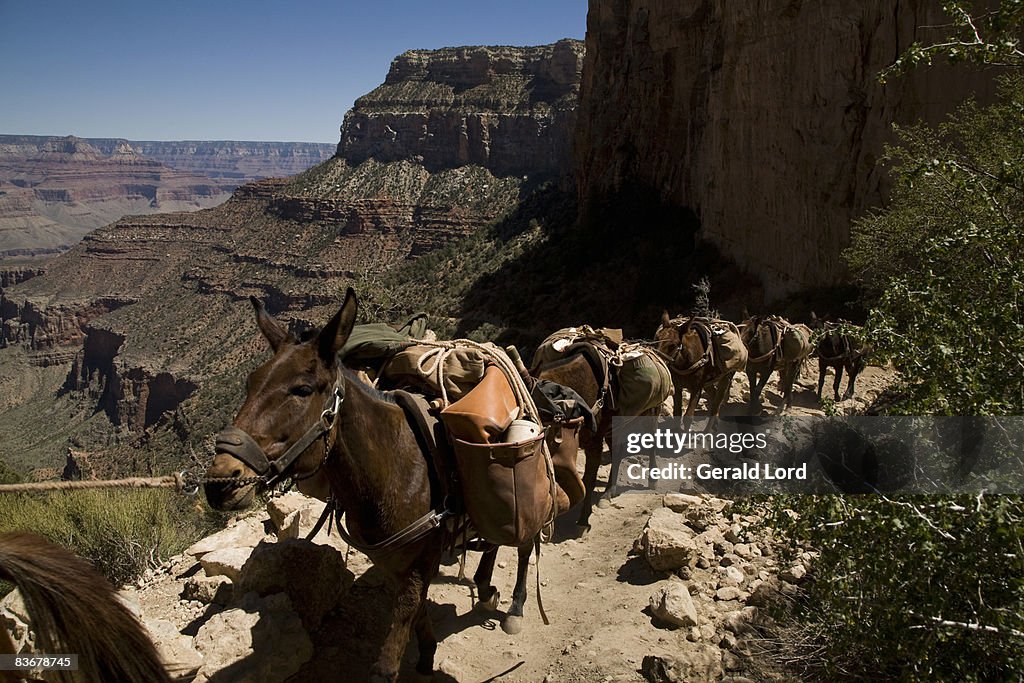 A group of pack donkeys walking a trail, Grand Canyon, Arizona, USA