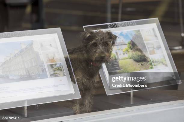 Dog stands in the window of an estate agent in Bath, U.K. On Monday, Aug. 21, 2017. U.K. Property prices stagnated in July as a slump in London...