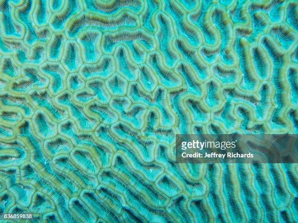 coral textures - koraal stockfoto's en -beelden