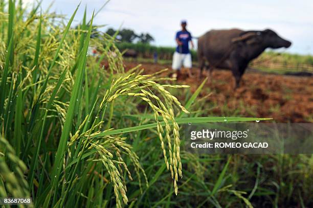Filipino farmer and land reform beneficiary plows the field with the use of water buffalo at the disputed farmland planted with rice and sugar in...