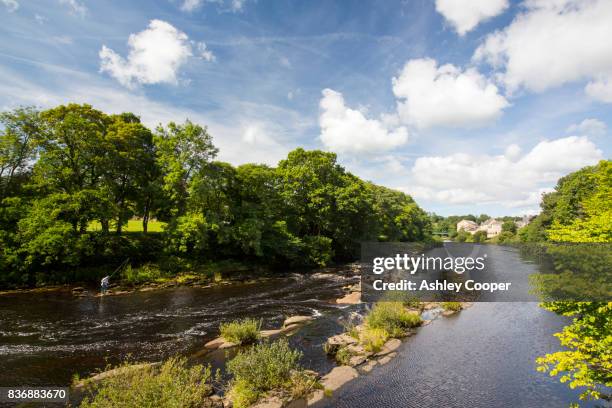 flyfishing on the river tees at barnard castle, county durham, uk. - county durham stock pictures, royalty-free photos & images