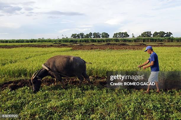 Filipino land reform beneficiary Romaldo Hoyohoy plows the field with the use of water buffalo at the disputed farmland planted with rice and sugar...