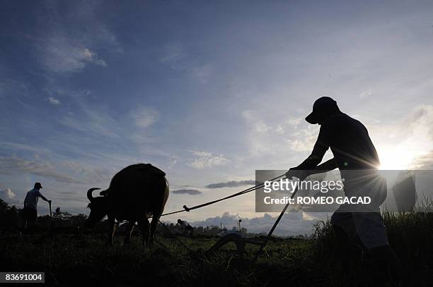 Filipino land reform beneficiary Romaldo Hoyohoy plows the field with the use of water buffalo at the disputed farmland planted with rice and sugar...