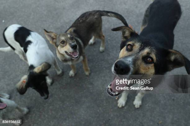 Stray dogs seek a handout of food outside the workers cafeteria at the Chernobyl nuclear power plant on August 17, 2017 near Chornobyl, Ukraine. An...