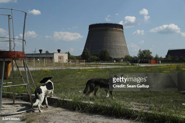 Stray dogs hang out near an abandoned, partially-completed cooling tower at the Chernobyl nuclear power plant on August 18, 2017 near Chornobyl,...