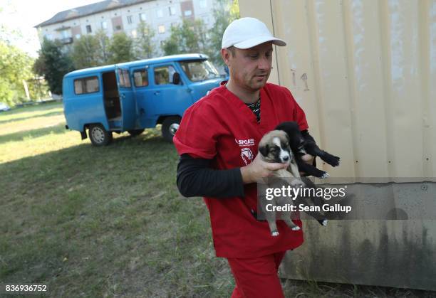 Pavel "Pasha" Burkatsky, a professional dog catcher from Kiev, releases stray puppies that have been neutered and vaccinated inside the exclusion...