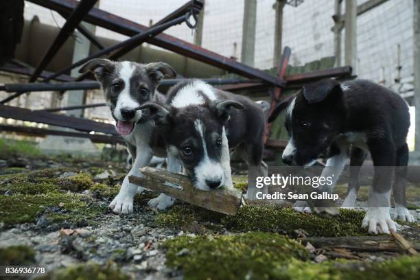 392 Chernobyl Animals Photos and Premium High Res Pictures - Getty Images 392 Chernobyl Animals Photos and Premium High Res Pictures - Getty Images