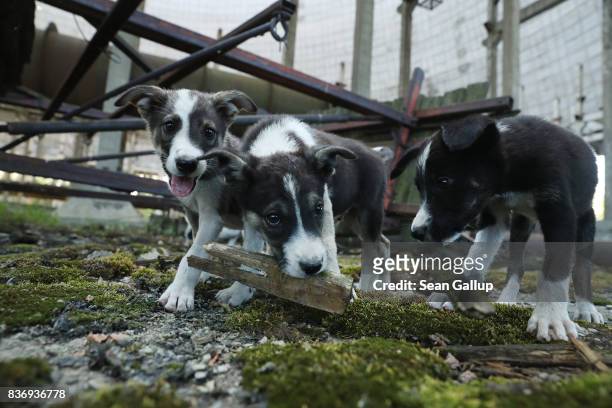 Stray puppies play in an abandoned, partially-completed cooling tower inside the exclusion zone at the Chernobyl nuclear power plant on August 18,...