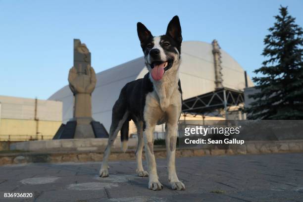 Stray dog stands at a monument outside the new, giant enclosure that covers devastated reactor number four at the Chernobyl nuclear power plant on...