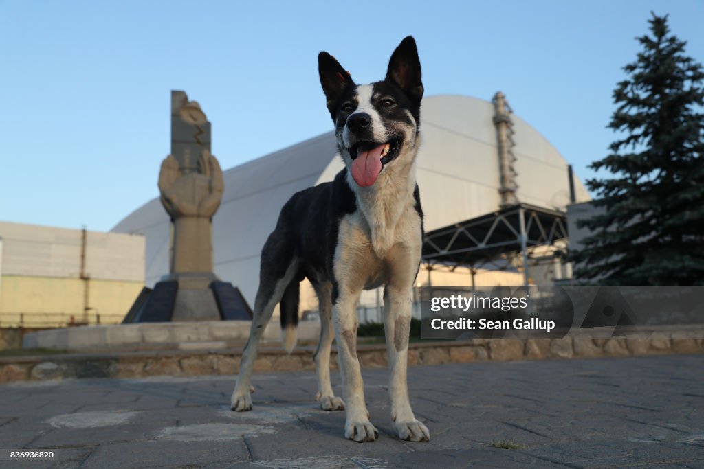 The Stray Dogs Of Chernobyl