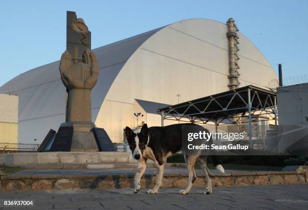 Stray dog stands at a monument outside the new, giant enclosure that covers devastated reactor number four at the Chernobyl nuclear power plant on...