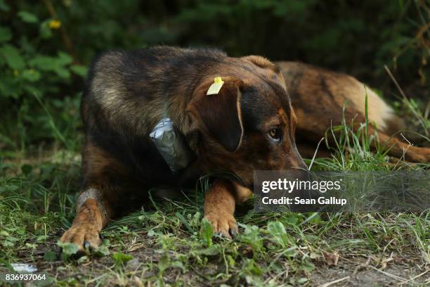 Stray dog tagged and wearing a collar equipped with a GPS sensor and radiation sensor lies in the grass outside a makeshift veterinary clinic near...