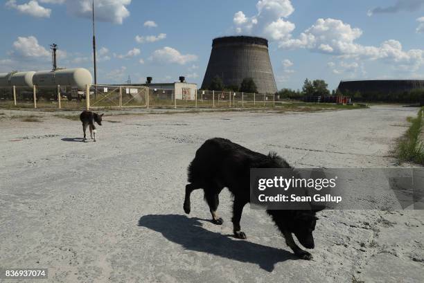 Stray dogs hang out near an abandoned, partially-completed cooling tower at the Chernobyl nuclear power plant on August 18, 2017 near Chornobyl,...