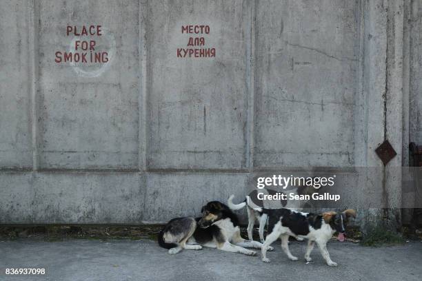 Tagged, stray dogs lounge outside a cafeteria at the Chernobyl nuclear power plant on August 19, 2017 near Chornobyl, Ukraine. An estimated 900 stray...