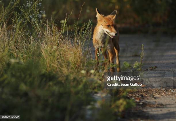 Fox stands in grass in the ghost town of Pripyat not far from the Chernobyl nuclear power plant on August 19, 2017 in Pripyat, Ukraine. On April 26,...