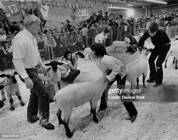 Lorie Bernhardt Shows her Determination to Get Lamb in Line as Judge Glenn Maddux, Clovis, N.M., Approaches Lorie Fort Collins, Colo., showed the...