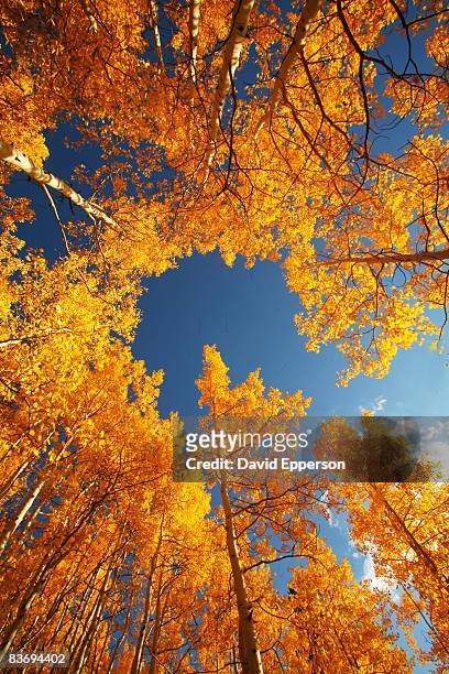 fall foliage in colorado - steamboat springs colorado stockfoto's en -beelden