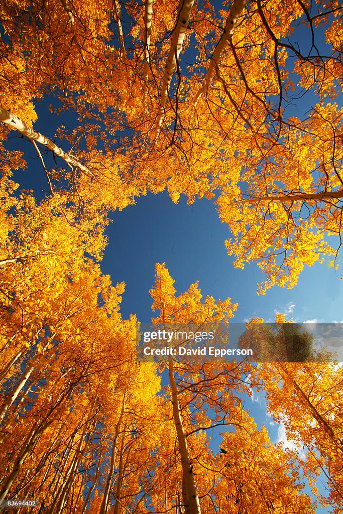 Fall foliage in Colorado