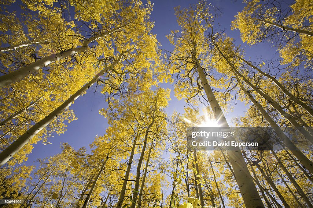 Fall foliage in Colorado