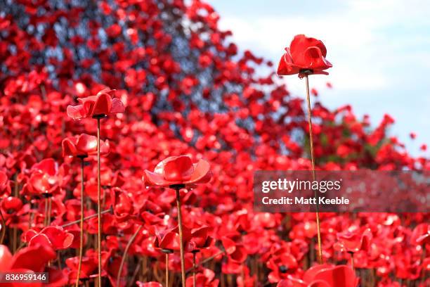 General view of the poppy sculpture 'Wave' as it opens at the CWGC Naval Memorial as part of a UK wide tour organised by 14-18 NOW on August 22, 2017...