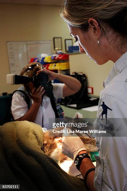 Veterinarian Dr Amber Gillett treats an injured koala during a media tour of the Australian Wildlife Hospital during its official launch day at...