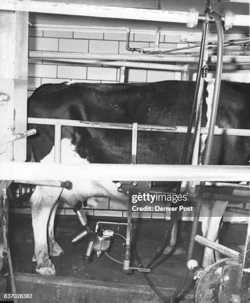 Milking Strictly a Machine Job Now Photo shows how milking machine pumps milk from cow in stall through hose into the pipeline overhead. From there...