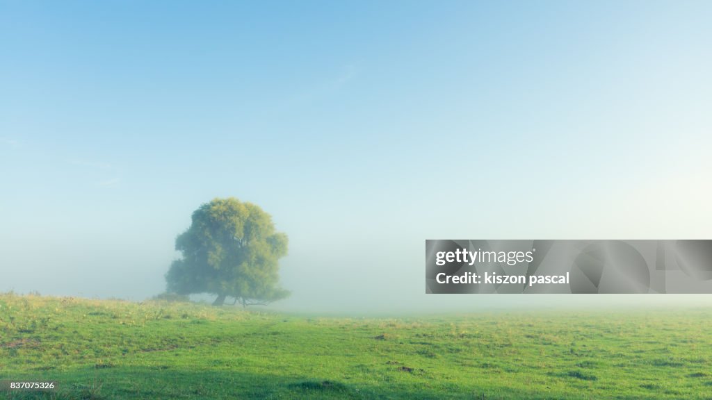 Foggy landscape in a countryside