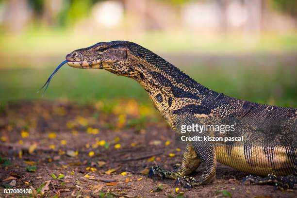 portrait of a water monitor in lumpini park in bangkok ( thailand , asia ) - monitor lizard stock pictures, royalty-free photos & images