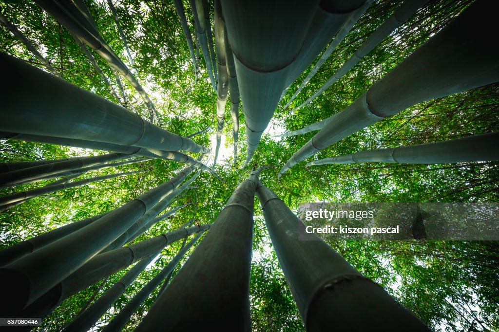 Bamboo forest in Asia in day