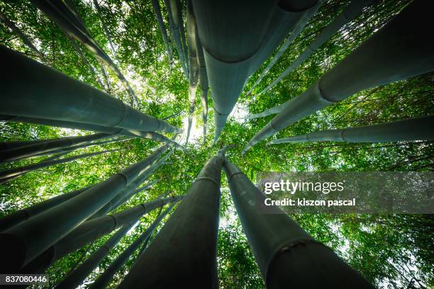 bamboo forest in asia in day - bamboo material - fotografias e filmes do acervo