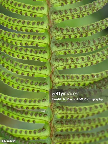 green fern leaf - helecho stock pictures, royalty-free photos & images