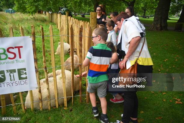 Some Sheep are pictured while grazing at Green Park, London on August 22, 2017. The sheeps have been brought from Madchute City Farm, to Gren Park,...