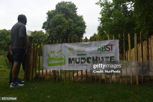 Some Sheep are pictured while grazing at Green Park, London on August 22, 2017. The sheeps have been brought from Madchute City Farm, to Gren Park,...