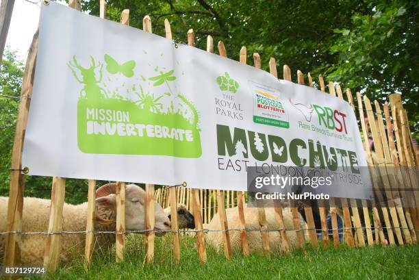 Some Sheep are pictured while grazing at Green Park, London on August 22, 2017. The sheeps have been brought from Madchute City Farm, to Gren Park,...