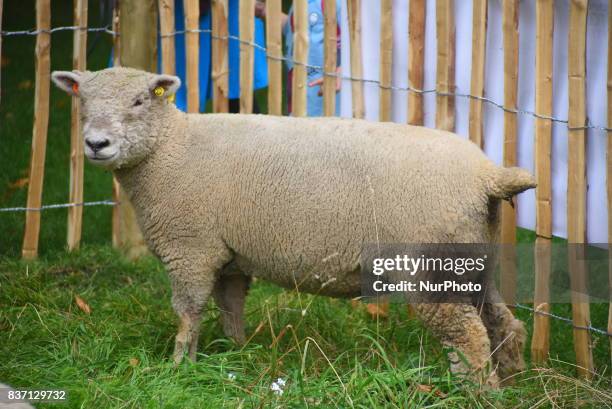 Some Sheep are pictured while grazing at Green Park, London on August 22, 2017. The sheeps have been brought from Madchute City Farm, to Gren Park,...