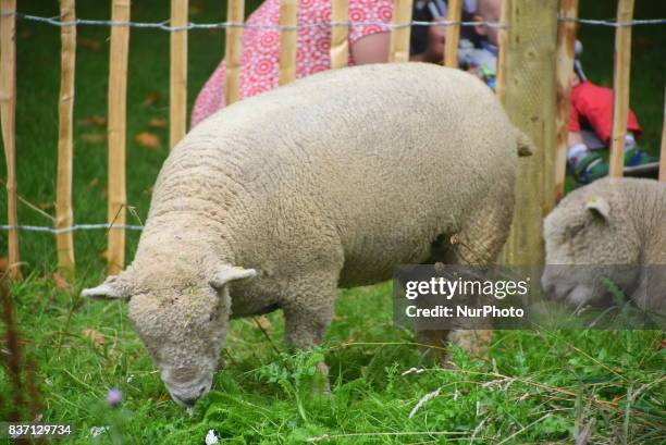 Some Sheep are pictured while grazing at Green Park, London on August 22, 2017. The sheeps have been brought from Madchute City Farm, to Gren Park,...