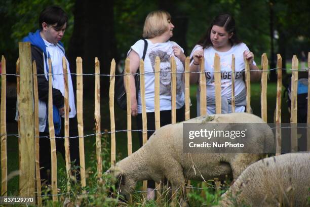 Some Sheep are pictured while grazing at Green Park, London on August 22, 2017. The sheeps have been brought from Madchute City Farm, to Gren Park,...