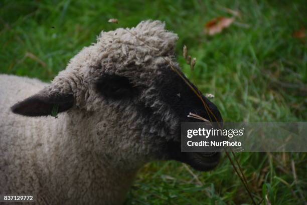 Some Sheep are pictured while grazing at Green Park, London on August 22, 2017. The sheeps have been brought from Madchute City Farm, to Gren Park,...