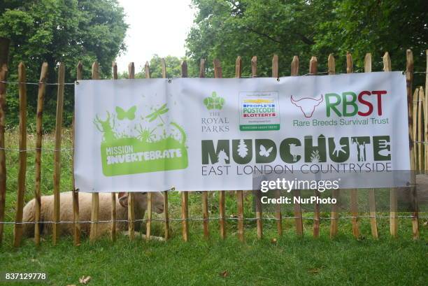 Some Sheep are pictured while grazing at Green Park, London on August 22, 2017. The sheeps have been brought from Madchute City Farm, to Gren Park,...