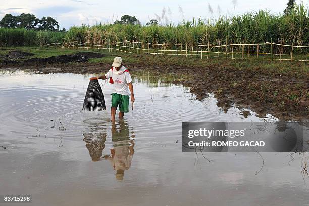 Filipino farmer Generoso Hesuna catches mudfish using a bamboo trap in a pool of water at a farm planted with rice and sugar in Santa Catalina town...